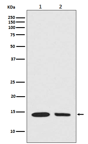 Hydroxyl-Histone H2A (Y39) Ab