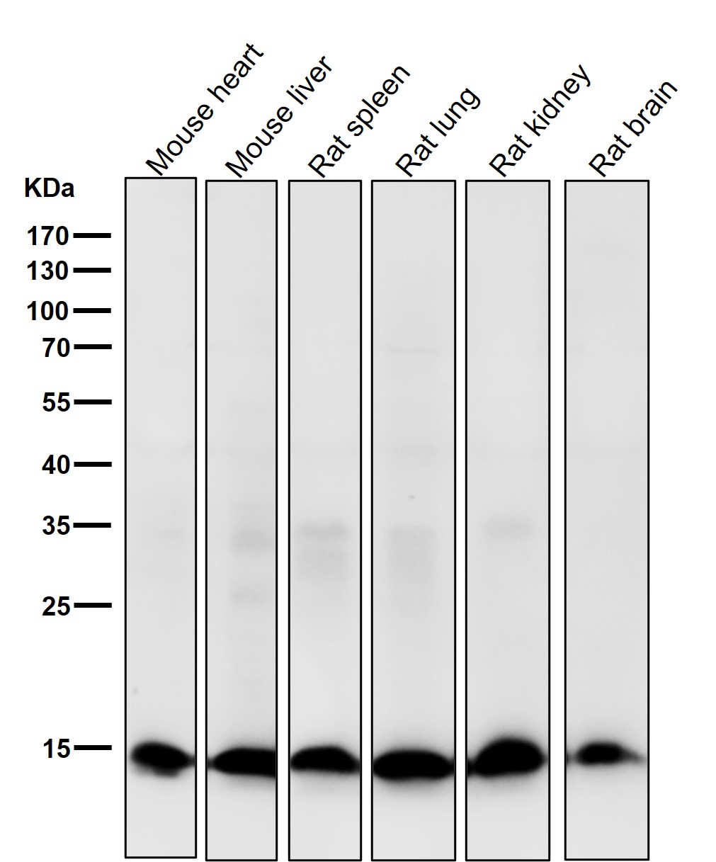 Hydroxyl-Histone H2A (Y39) Ab