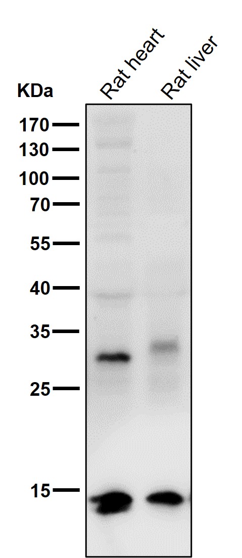 Hydroxyl-Histone H2A (Y39) Ab