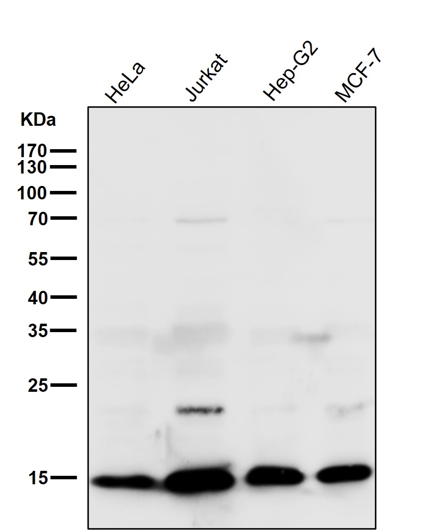 Hydroxyl-Histone H2A (Y39) Ab