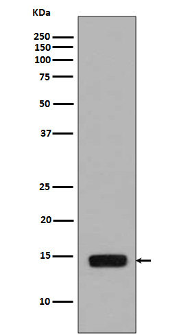 p-Histone H2A (S129) Ab