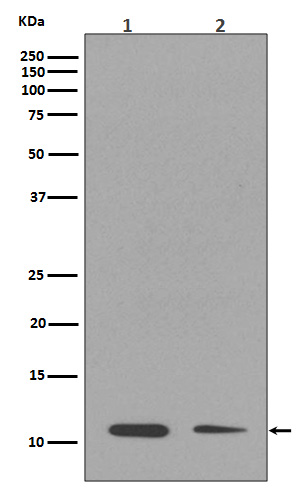 MonoMethyl-Histone H4 (K17) Ab