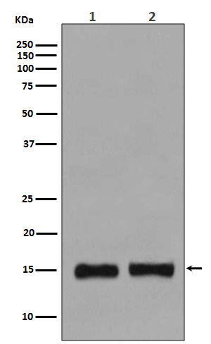 MonoMethyl-Histone H3 (K37) Ab