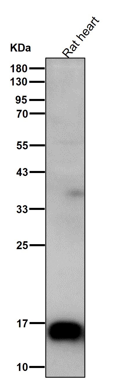 MonoMethyl-Histone H3 (K36) Ab