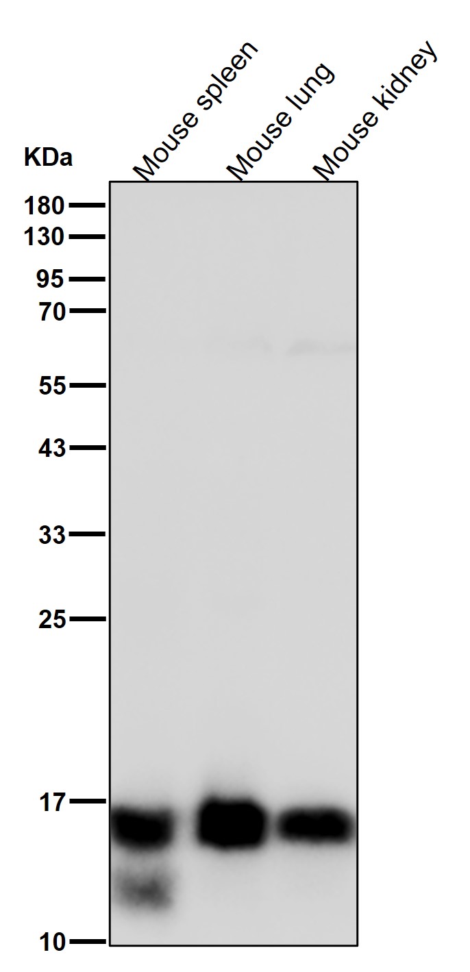 MonoMethyl-Histone H3 (K36) Ab