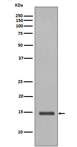 Histone H2B.1 Ab