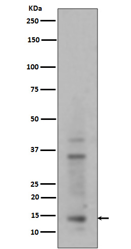 Mono/Di/TriMethyl-Histone H3 (K15) Ab