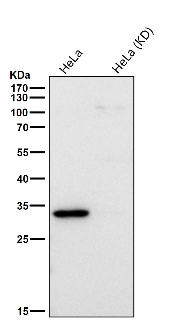 Cleaved-Caspase 3 p17 Ab