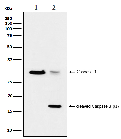 Cleaved-Caspase 3 p17 Ab