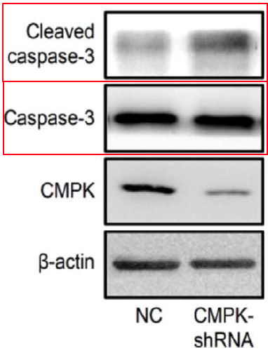 Cleaved-Caspase 3 p17 Ab