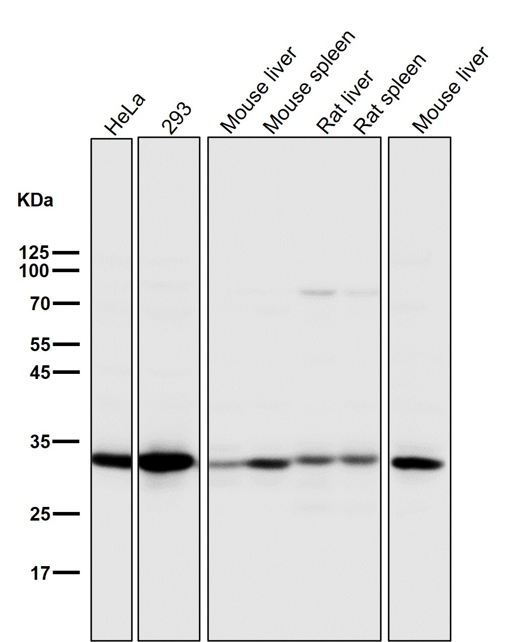 Cleaved-Caspase 3 p17 Ab