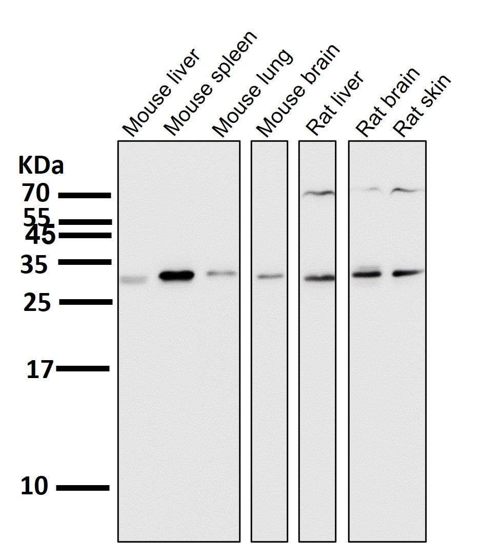 Cleaved-Caspase 3 p17 Ab