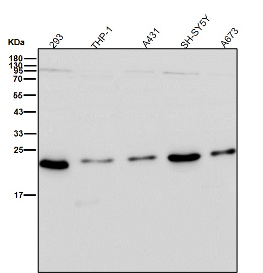 CBX5 Ab