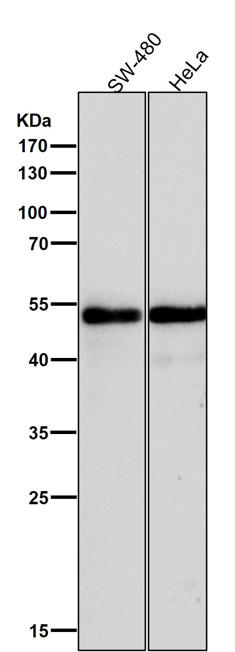 GATA2/3 Ab