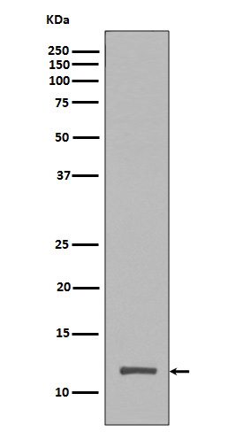 TriMethyl-Histone H4 (K20) Ab