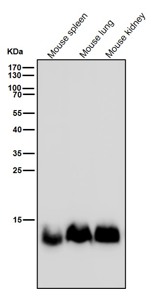 TriMethyl-Histone H4 (K20) Ab