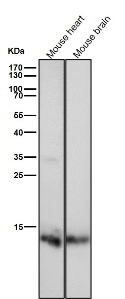 TriMethyl-Histone H4 (K20) Ab