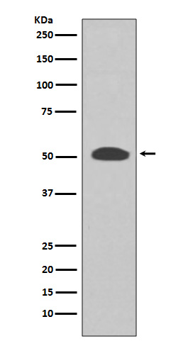 PI3 kinase p55 gamma Ab