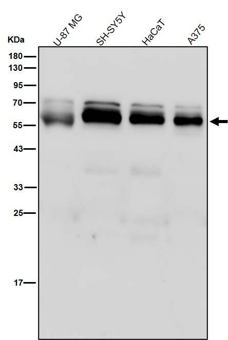 PI3 kinase p55 gamma Ab