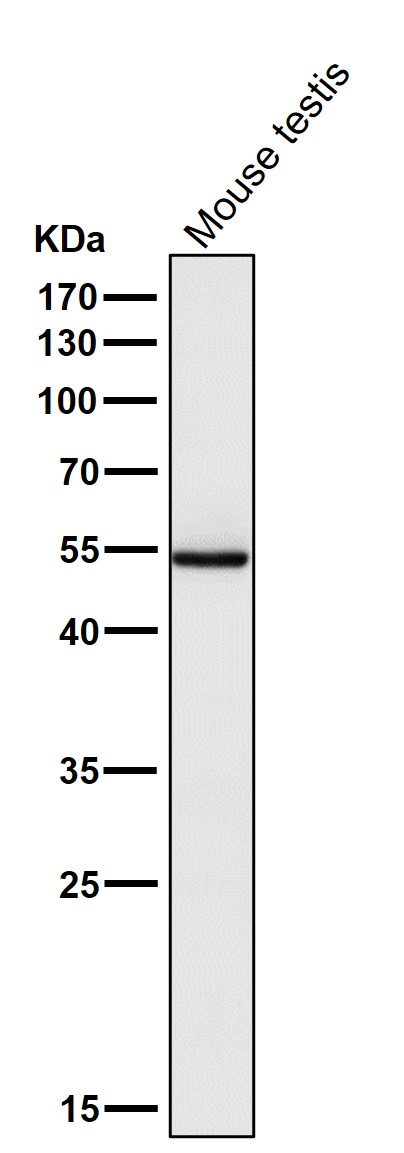 PI3 kinase p55 gamma Ab