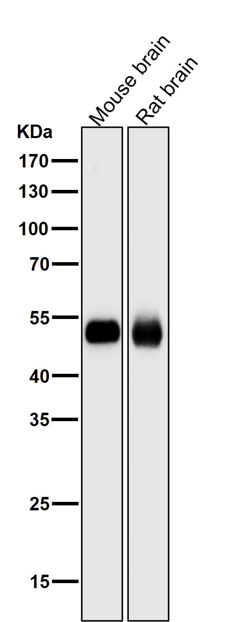 PI3 kinase p55 gamma Ab