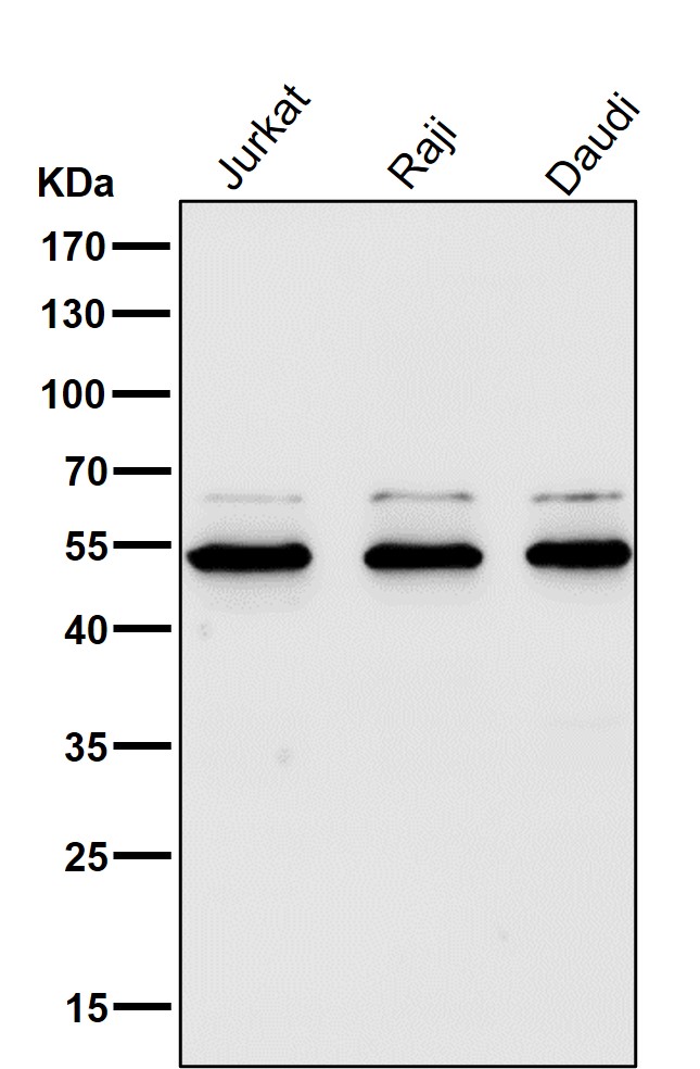 PI3 kinase p55 gamma Ab