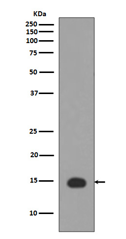 Acetyl-Histone H3 (K5) Ab