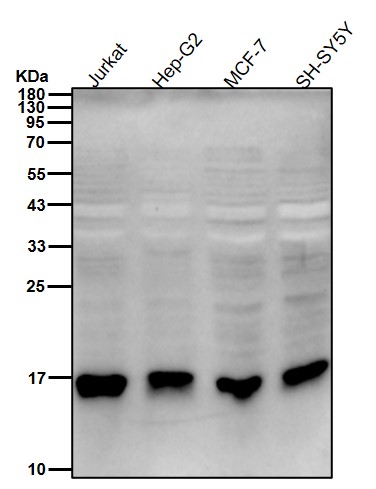 Acetyl-Histone H3 (K4) Ab