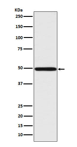 IRF1 Ab