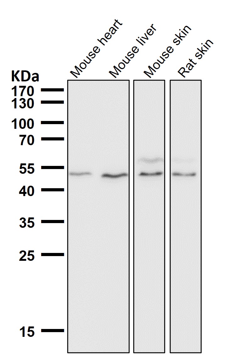 IRF1 Ab