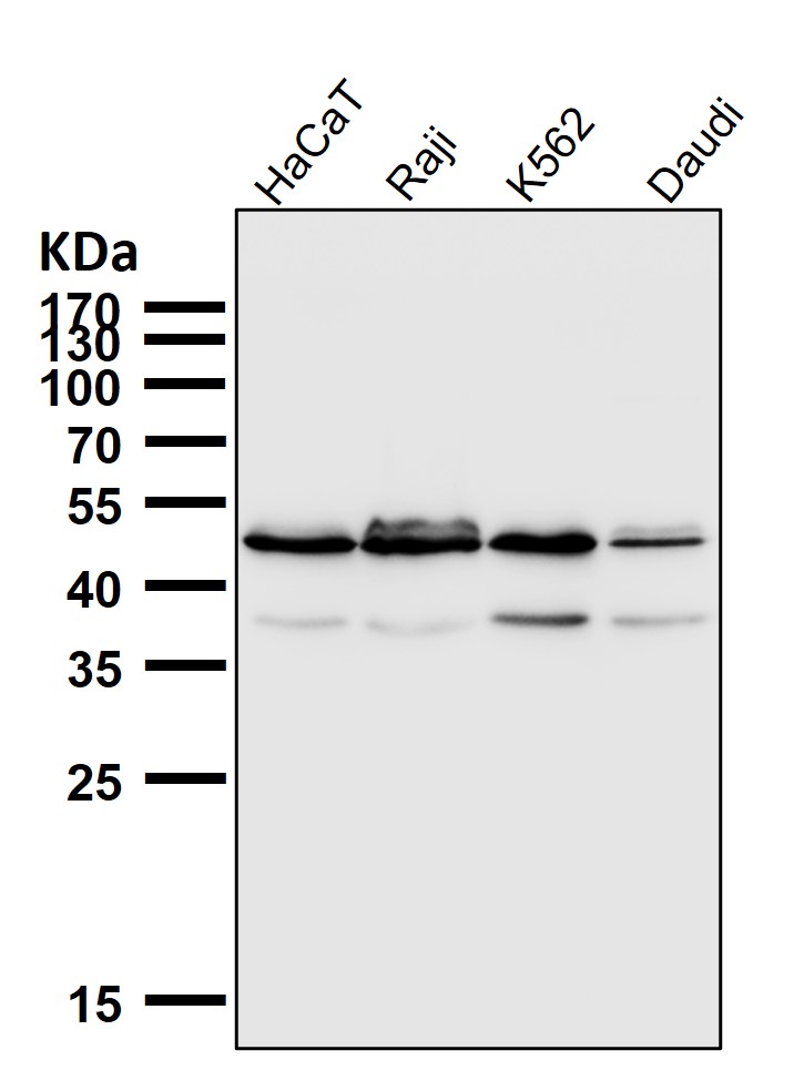 IRF1 Ab