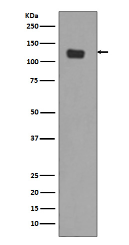 Integrin alpha 6 Ab