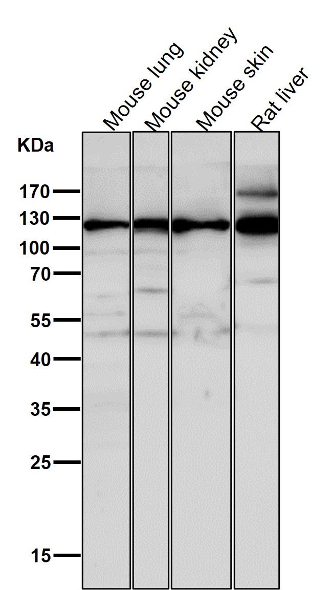 Integrin alpha 6 Ab