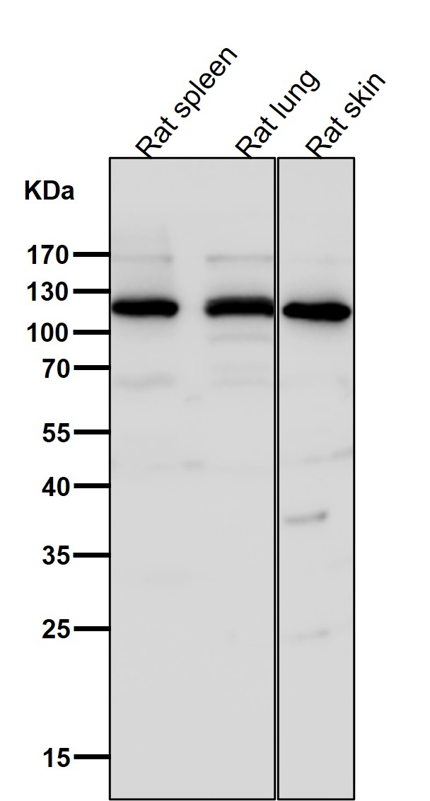 Integrin alpha 6 Ab