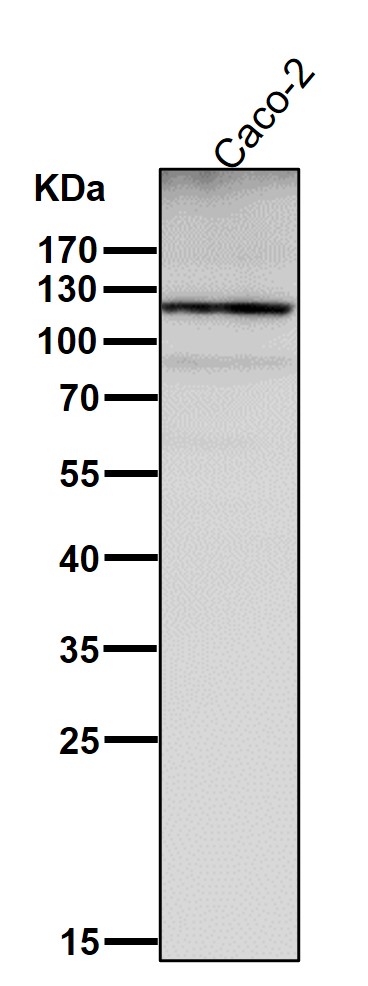 Integrin alpha 6 Ab