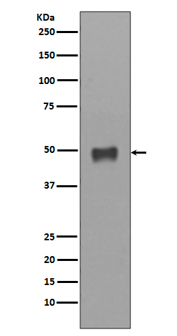 Cytokeratin 17 Ab