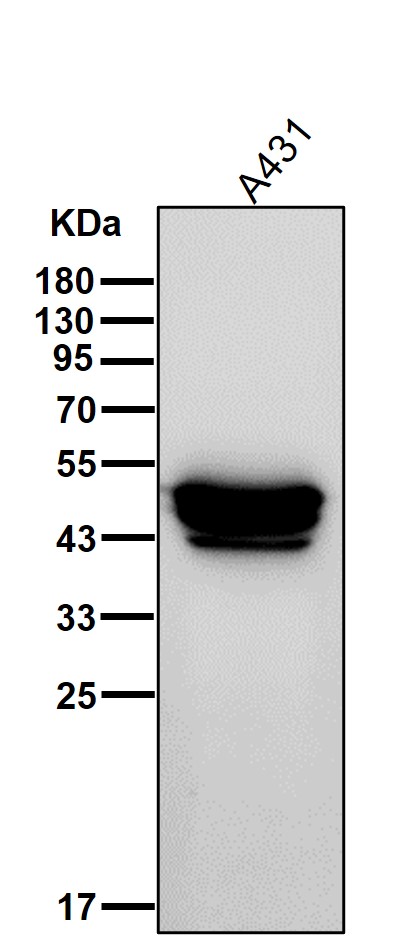 Cytokeratin 17 Ab