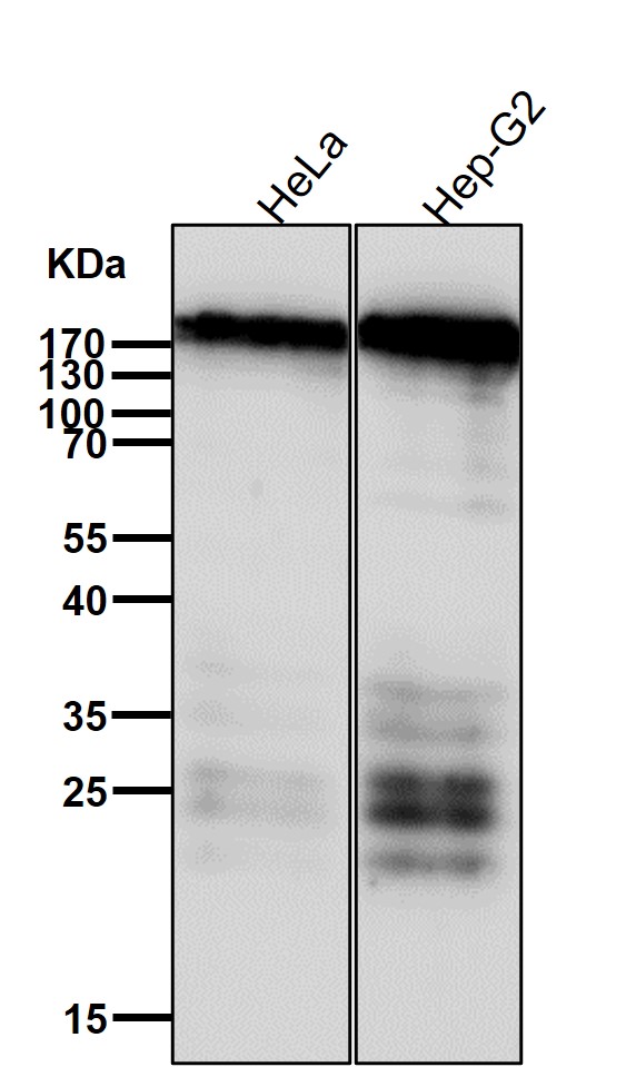 IGF2R Ab