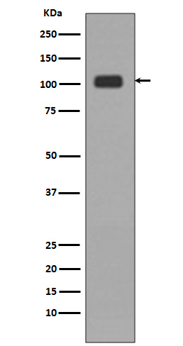 KDM1 Ab