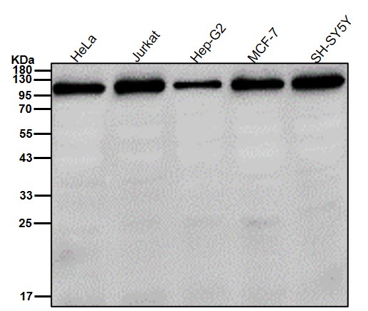 KDM1 Ab