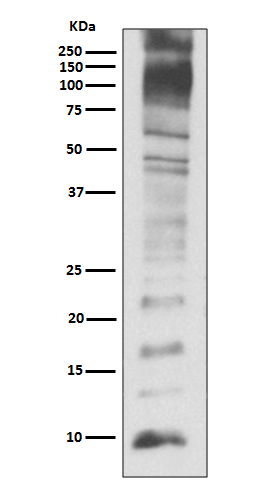 Ubiquitin Ab