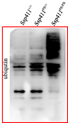 Ubiquitin Ab