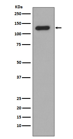 Collagen XVII alpha 1 Ab