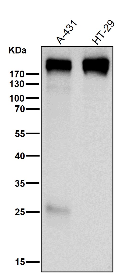 Collagen XVII alpha 1 Ab