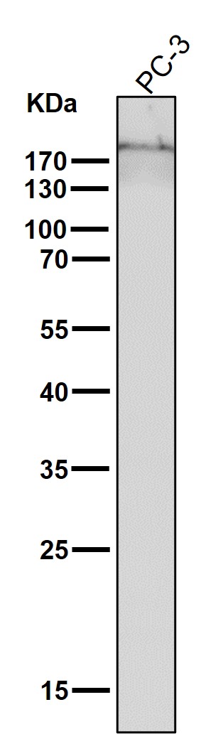 Collagen XVII alpha 1 Ab