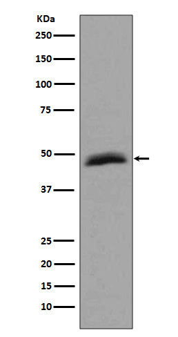 Aurora kinase A Ab