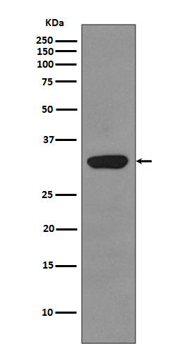 RPS3 Ab