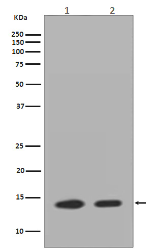 Histone H2A.Z Ab