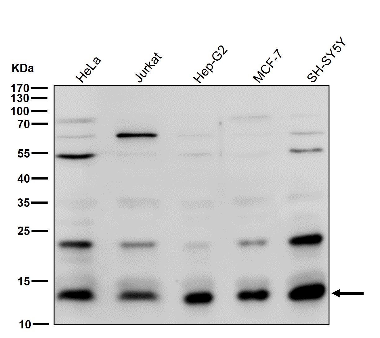 Histone H2A.Z Ab