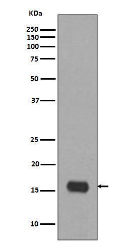 LC3A Ab